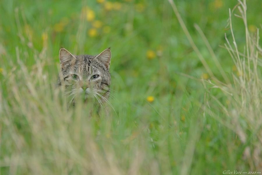 Chat sauvage