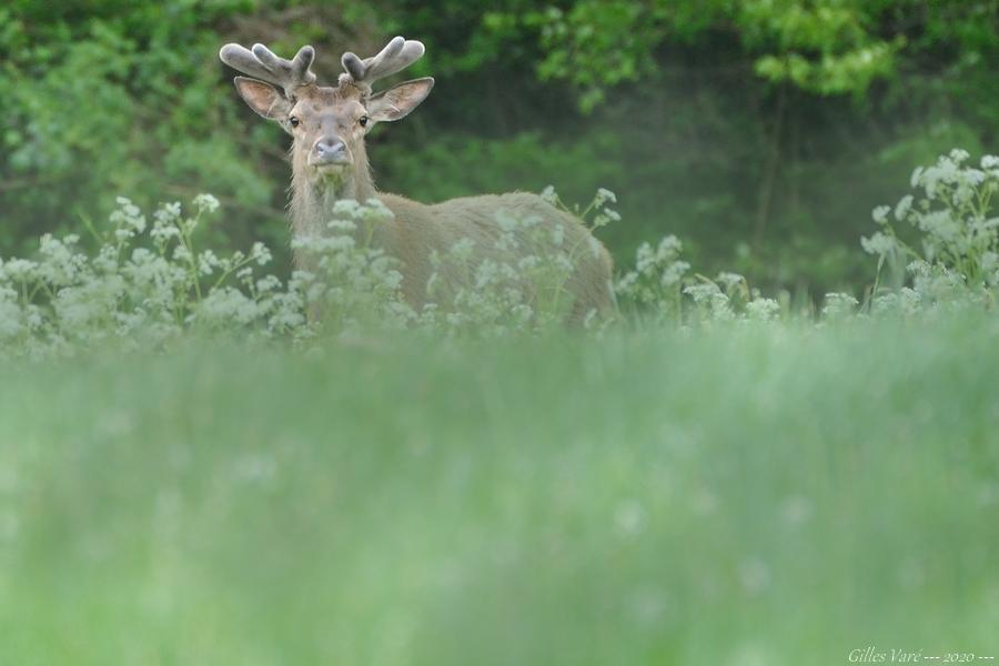 Cerf élaphe