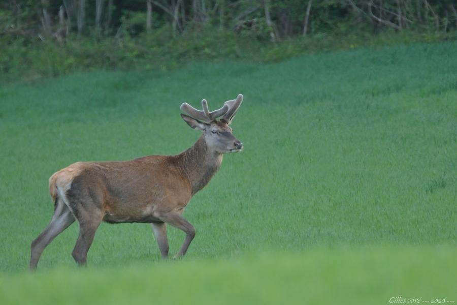 Cerf élaphe