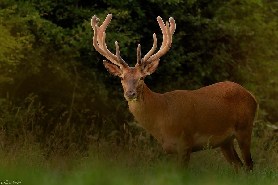 Cerf élaphe