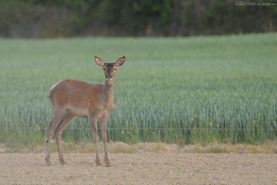 Biche