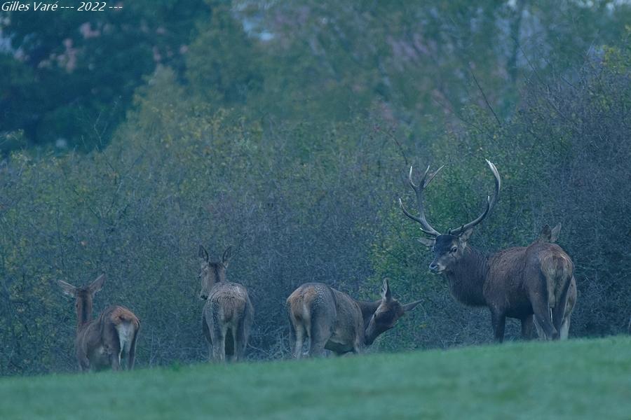 Cerf élaphe