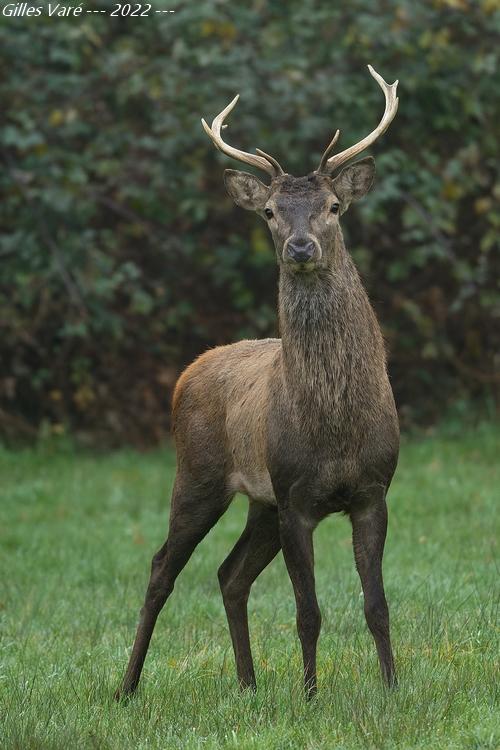 Cerf élaphe