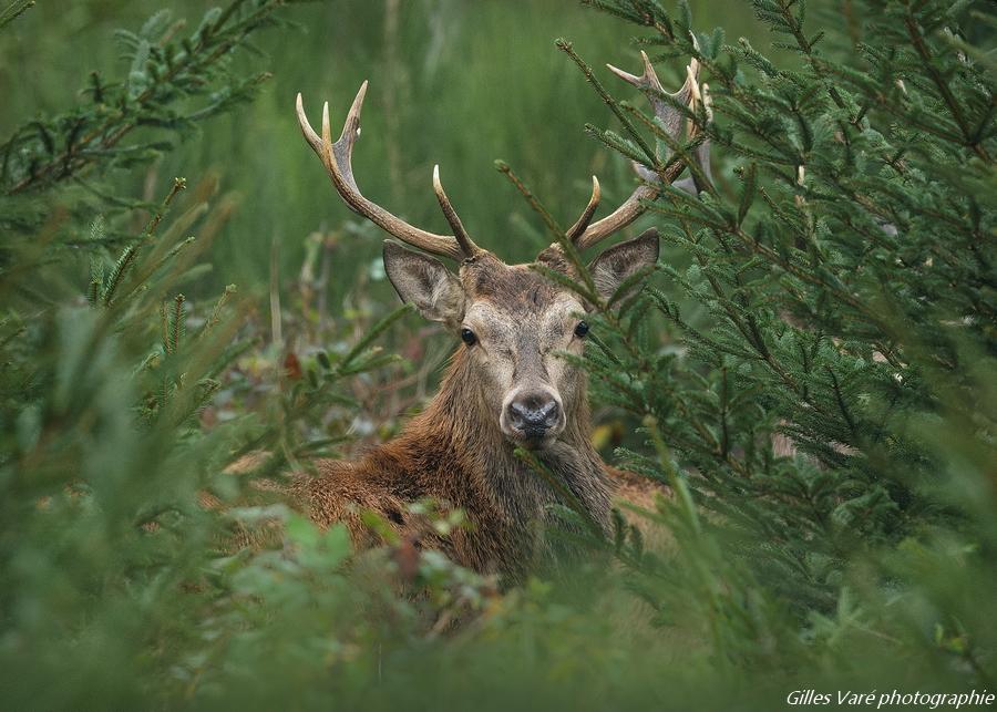 Cerf élaphe