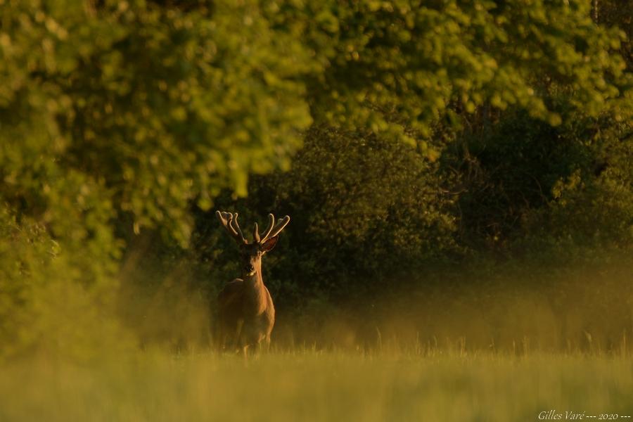 Cerf élaphe