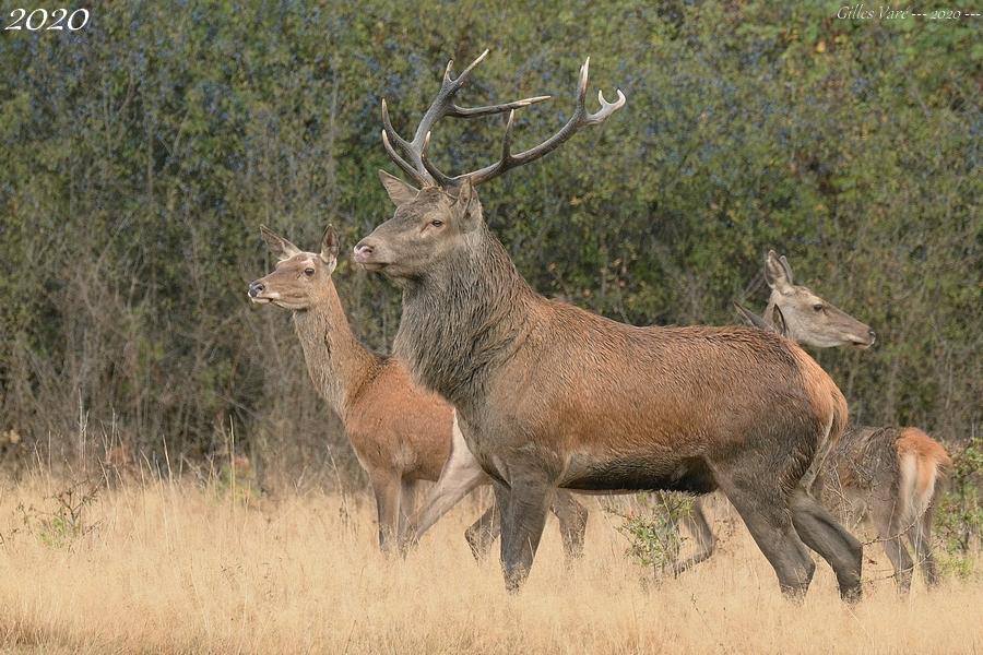 Cerf élaphe