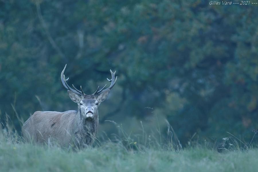 Cerf élaphe