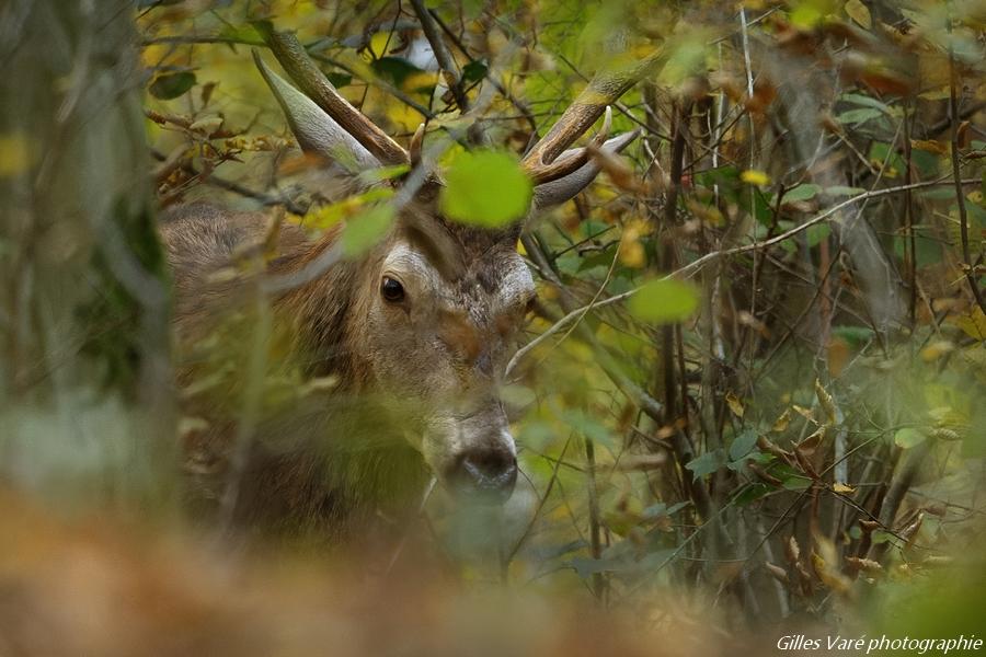 Cerf élaphe