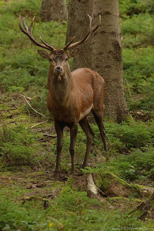 Cerf élaphe