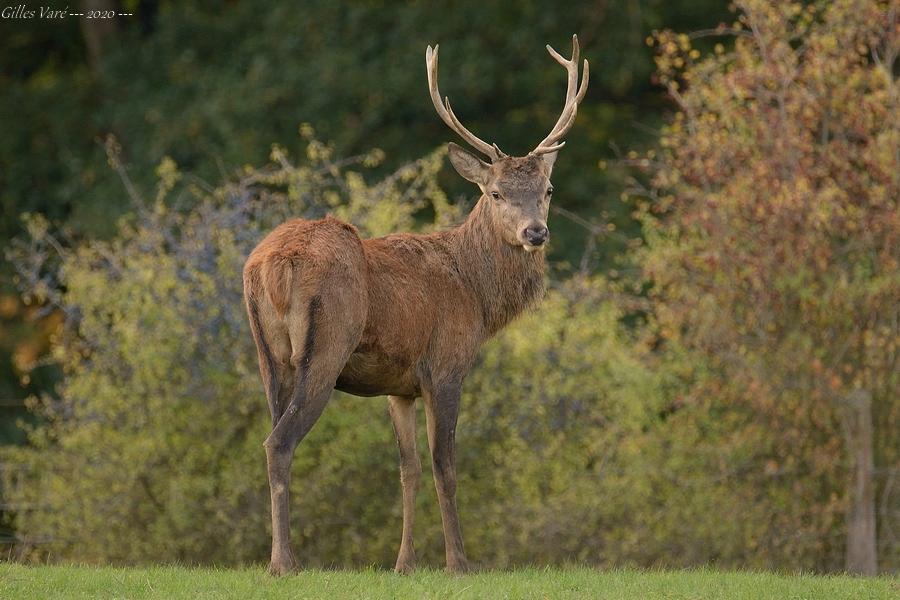 Cerf élaphe