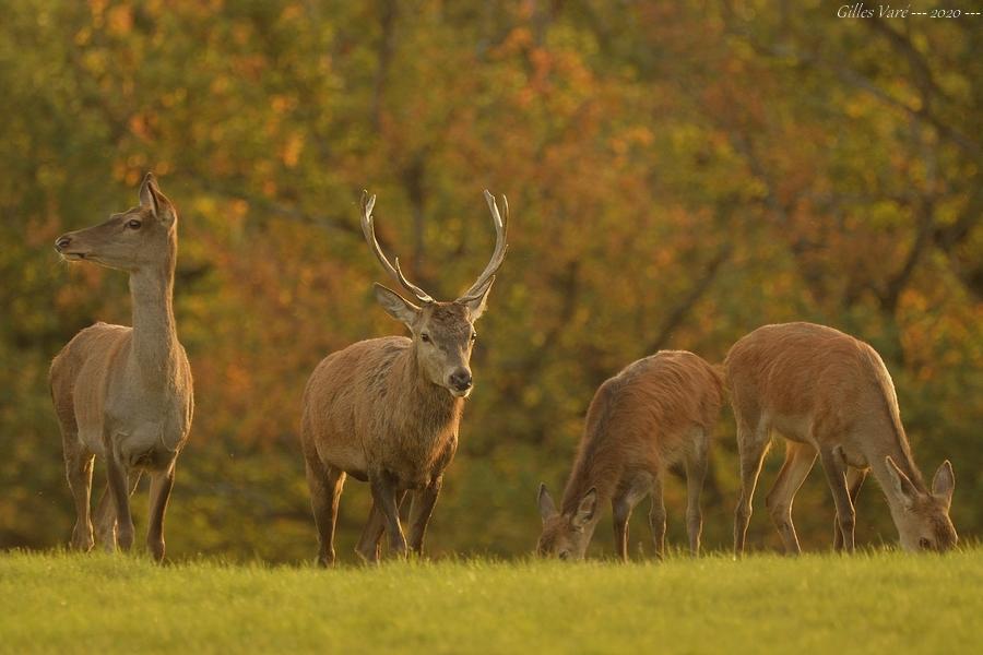 Cerf élaphe