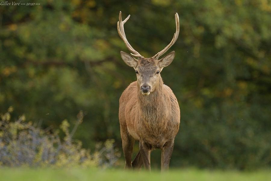 Cerf élaphe