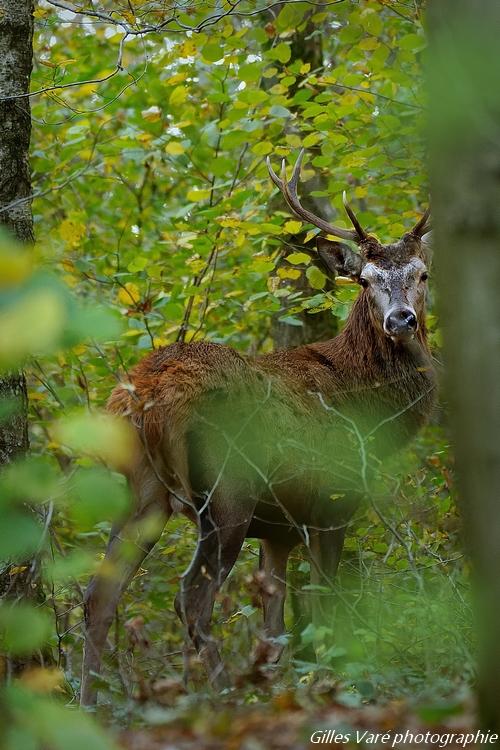 Cerf élaphe