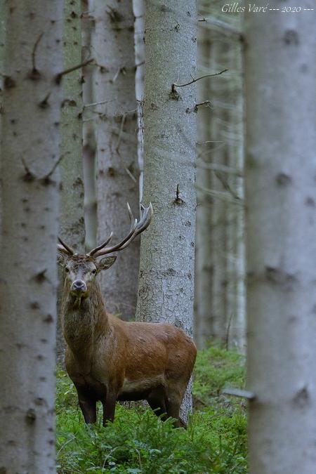 Cerf élaphe