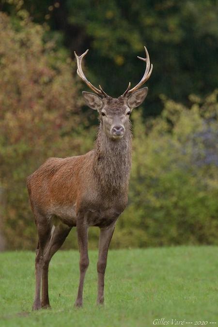 Cerf élaphe