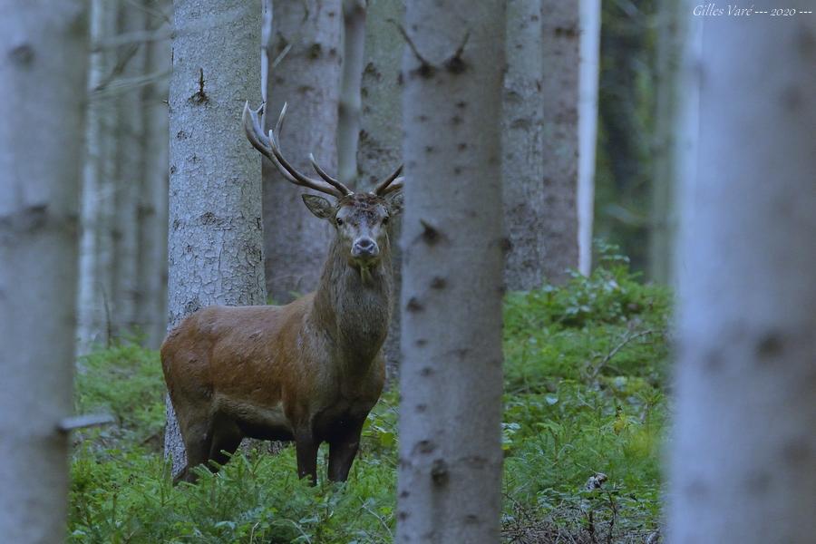 Cerf élaphe