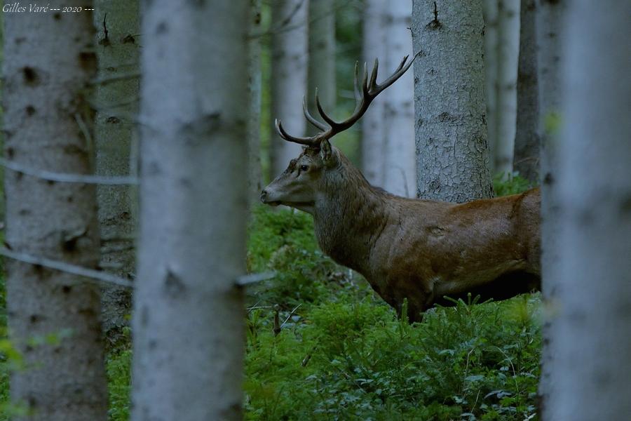 Cerf élaphe