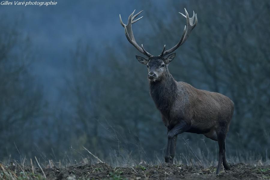 Cerf élaphe