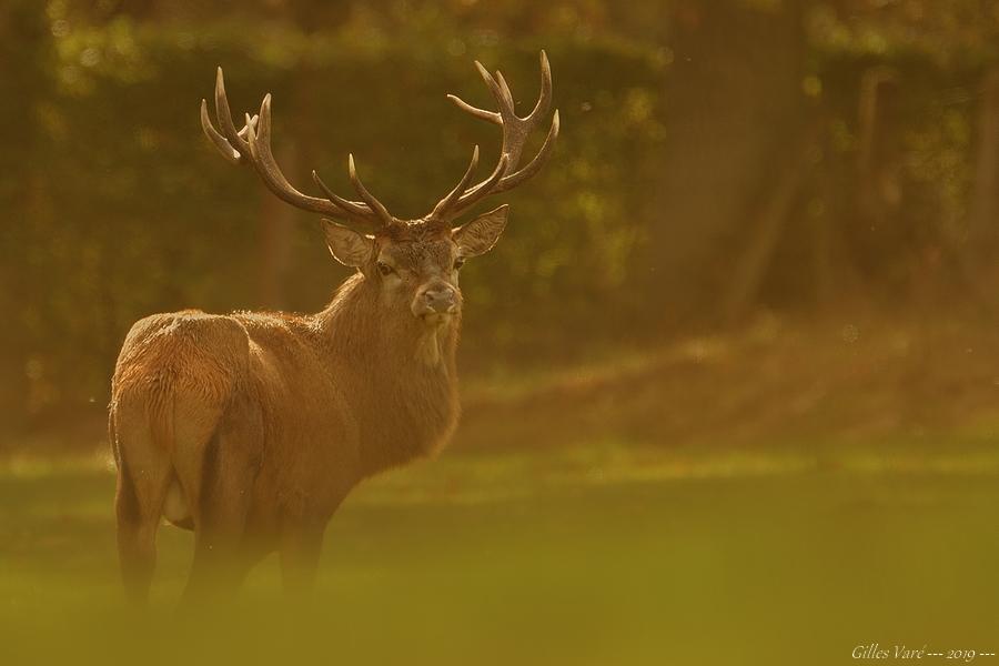 Cerf élaphe