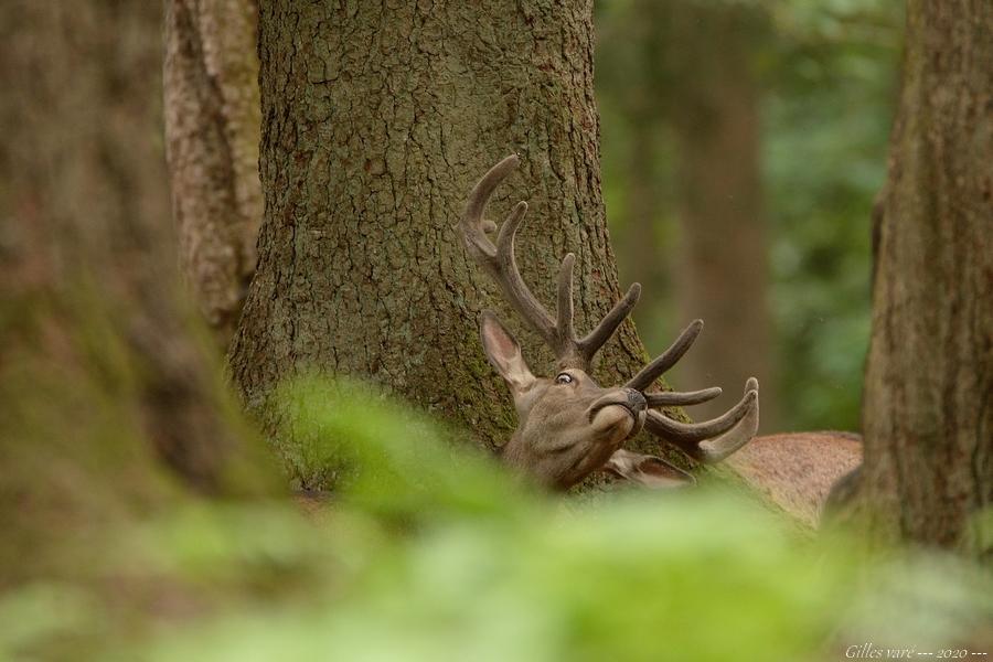 Cerf élaphe