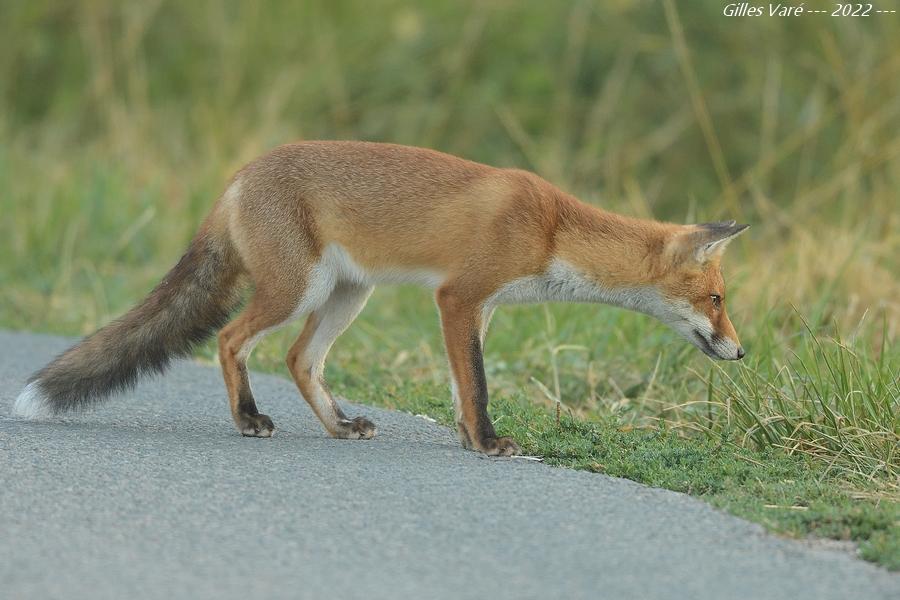 Renard roux