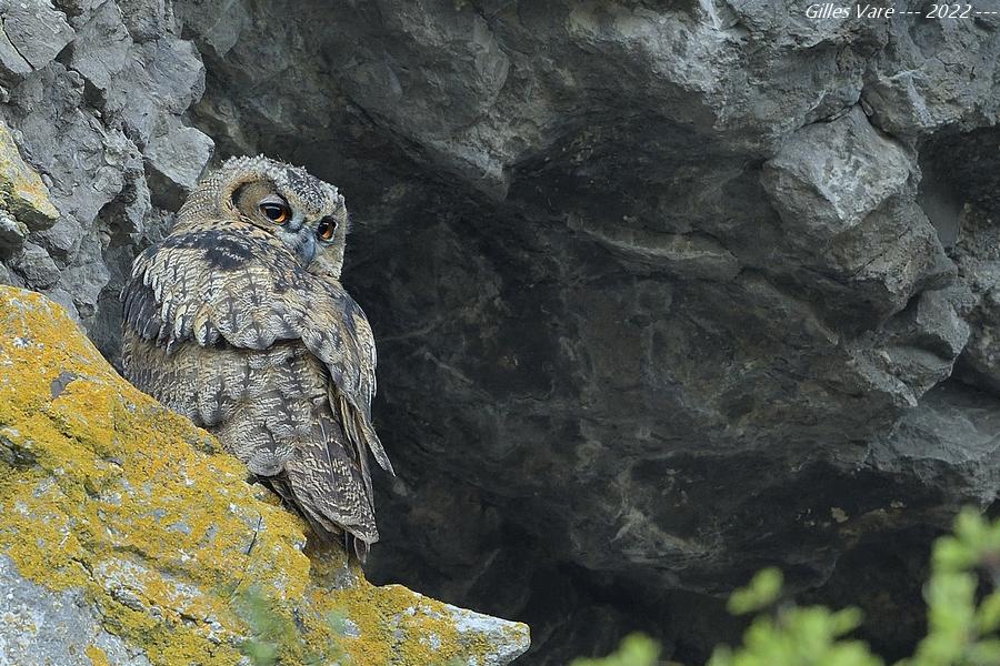 Hibou grand duc