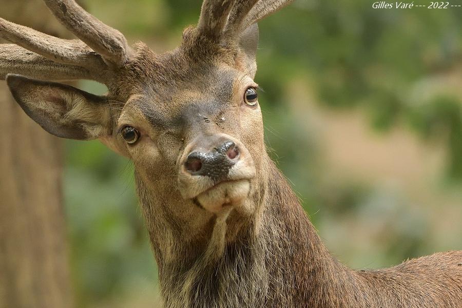 Cerf élaphe