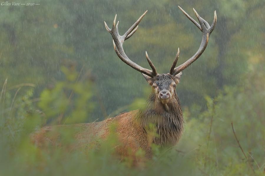 Cerf élaphe