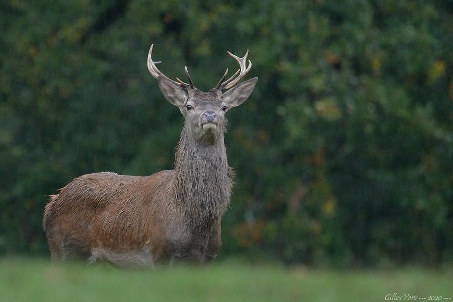 Cerf élaphe