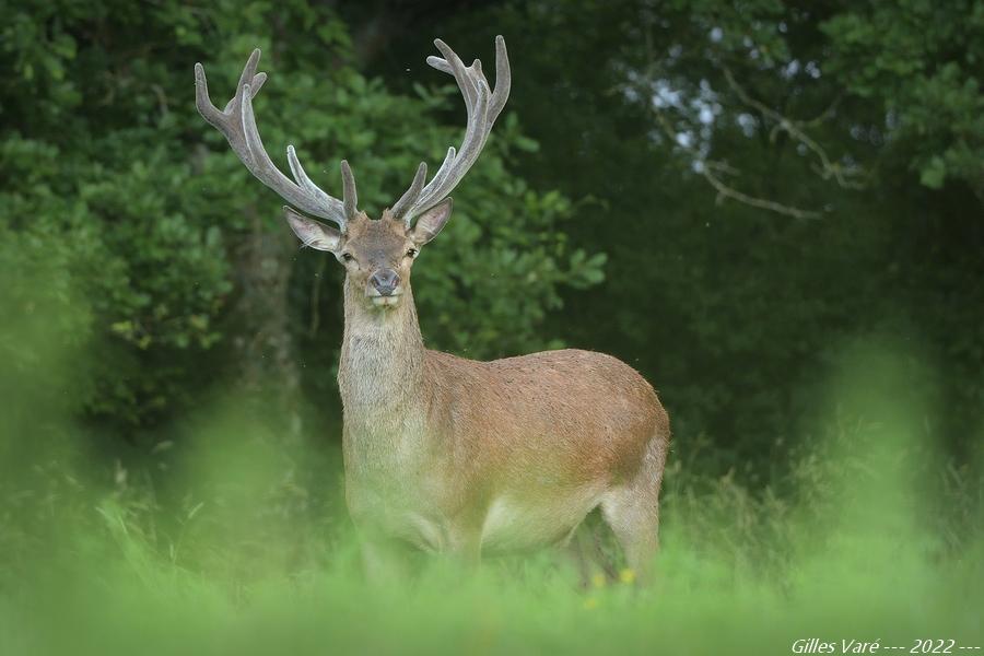 Cerf élaphe