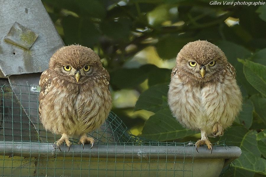 Chouettes chevêches