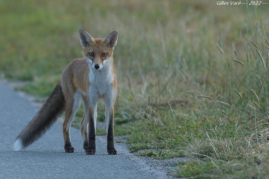 Renard roux