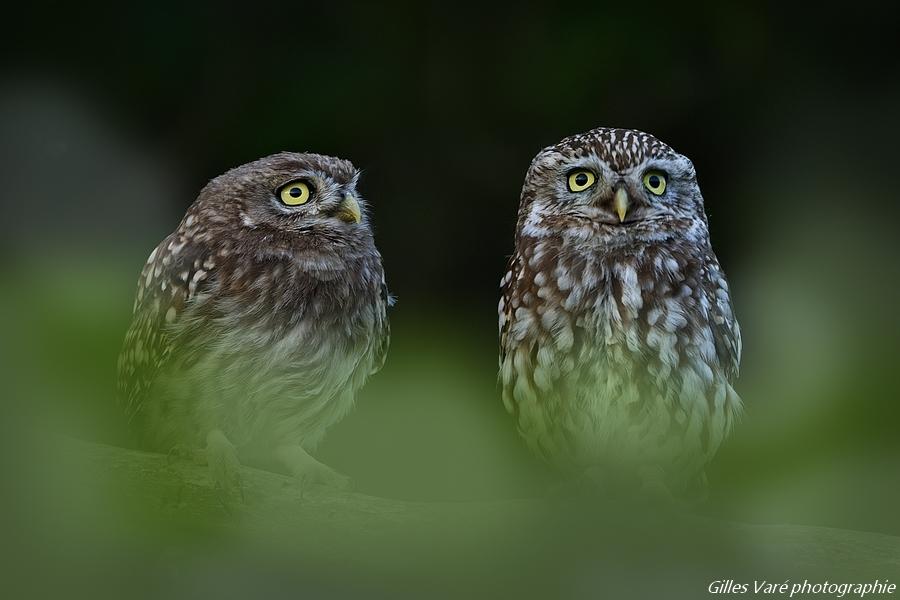 Chouettes chevêches