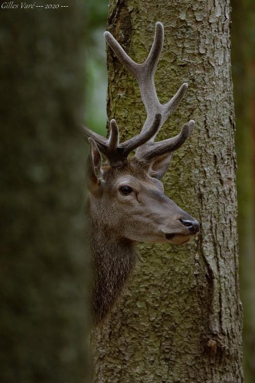 Cerf élaphe