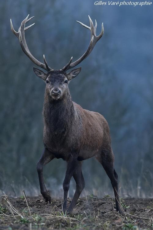 Cerf élaphe