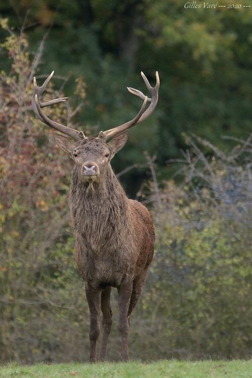 Cerf élaphe