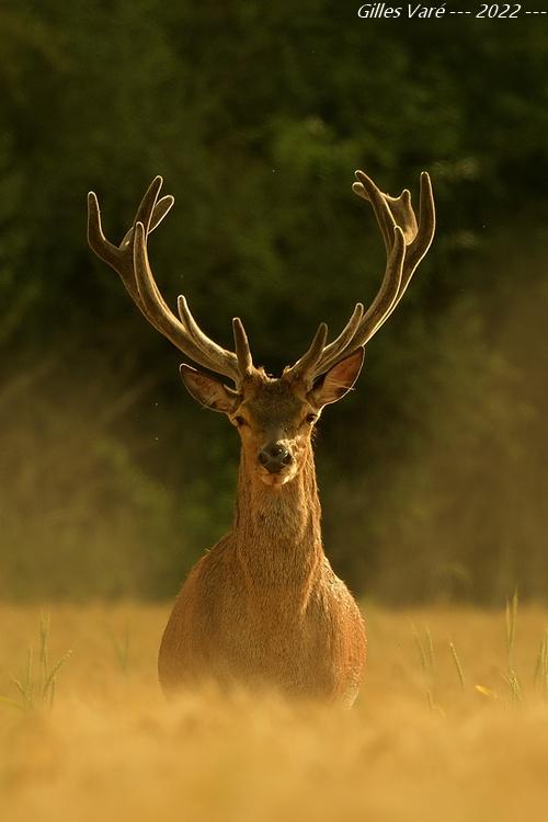 Cerf élaphe