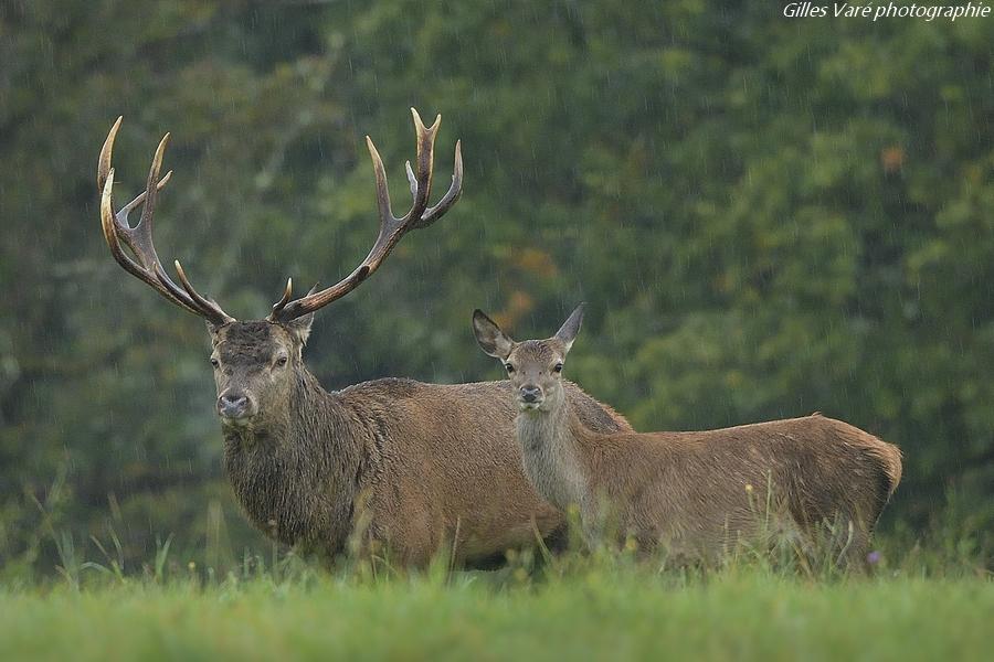 Cerf élaphe