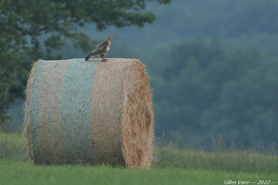 Buse variable