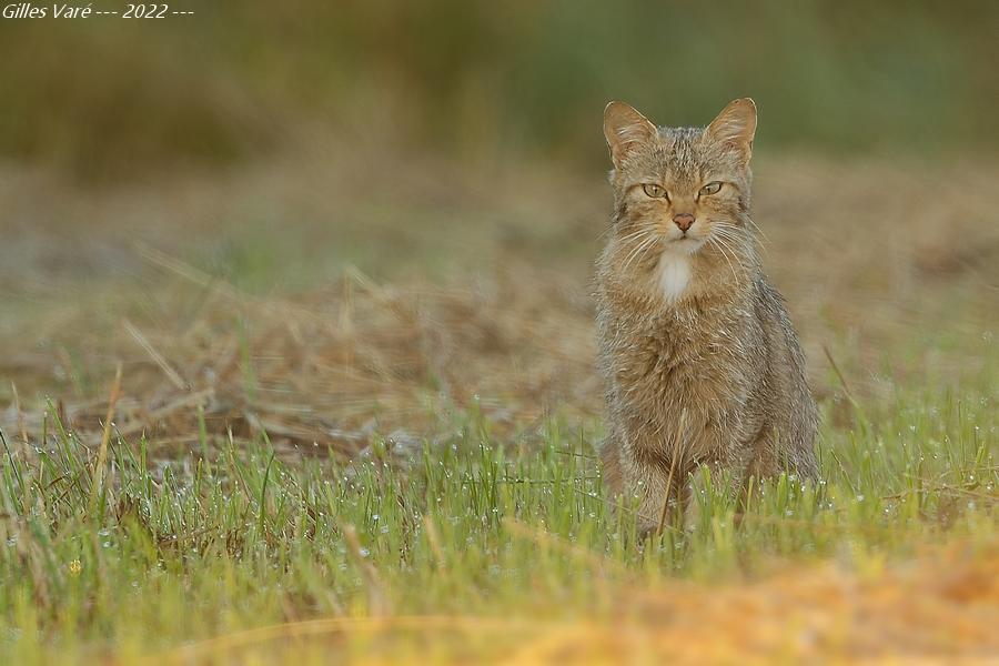 Chat sauvage