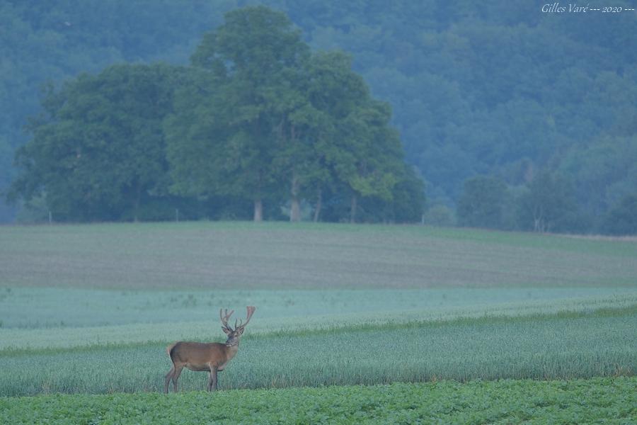 Cerf élaphe