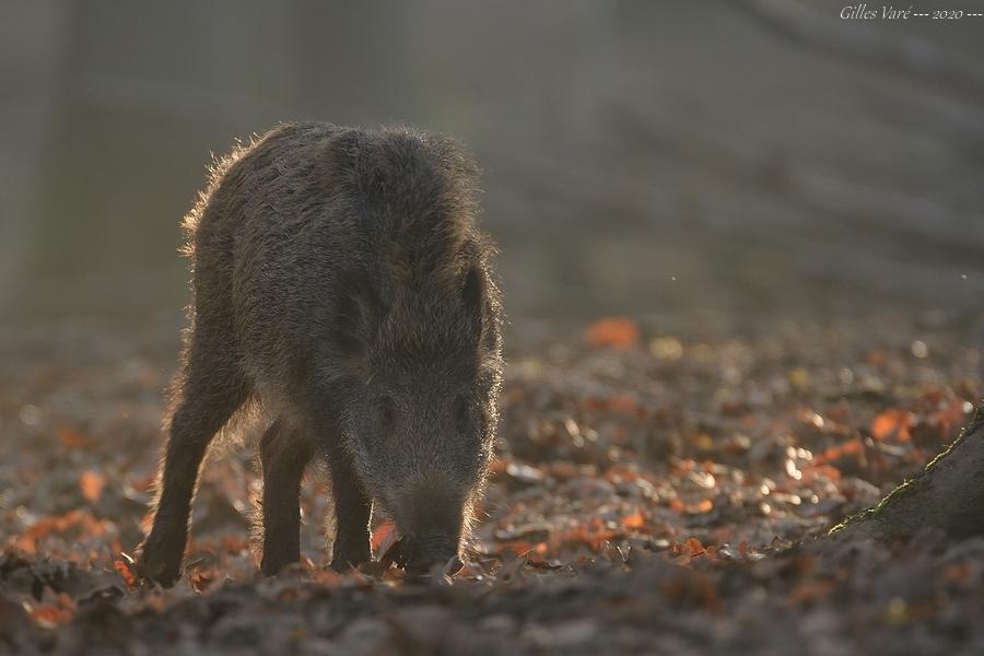 Sanglier