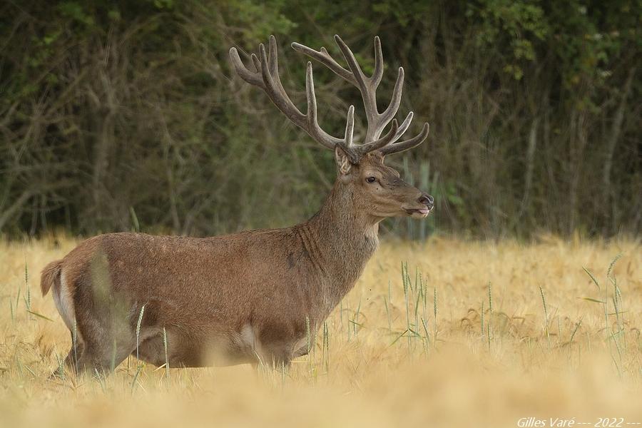 Cerf élaphe --- 14 cors ---