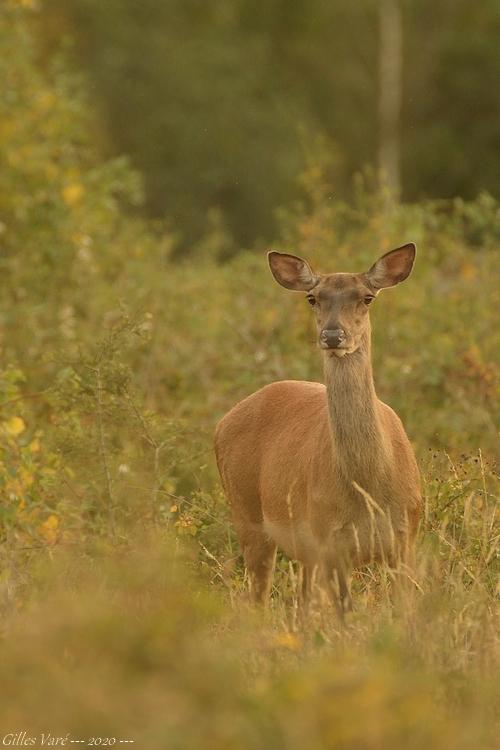 Biche