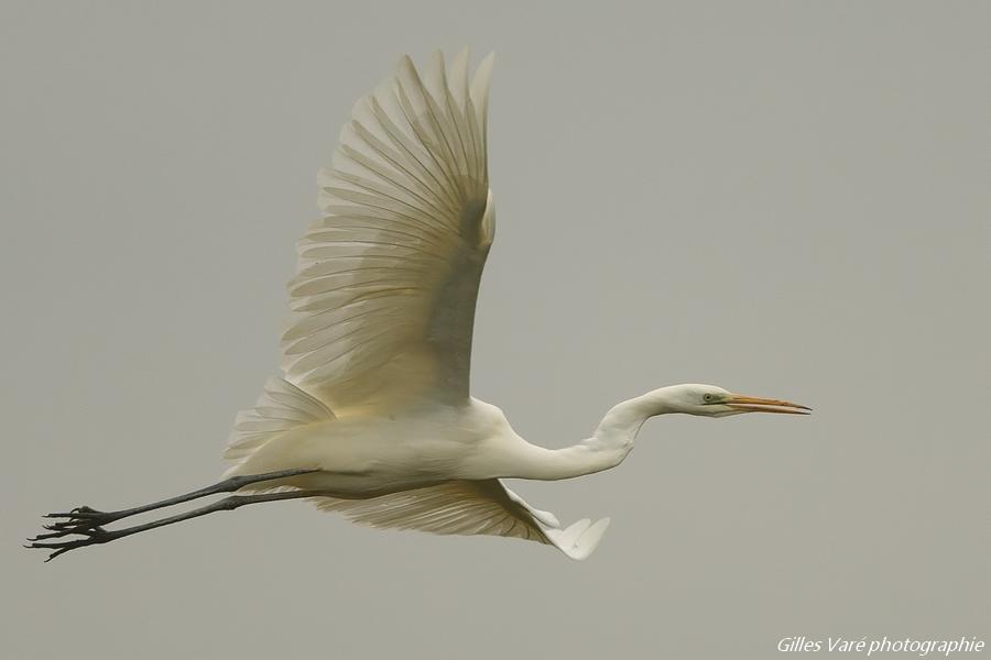 Grande aigrette