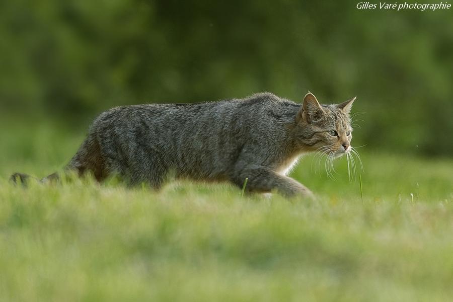 Chat forestier