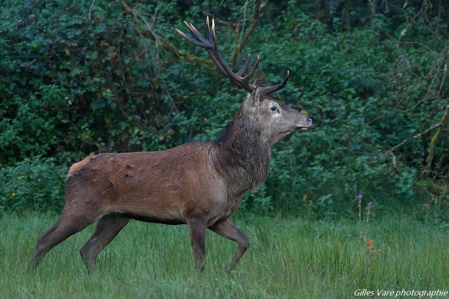 Cerf élaphe