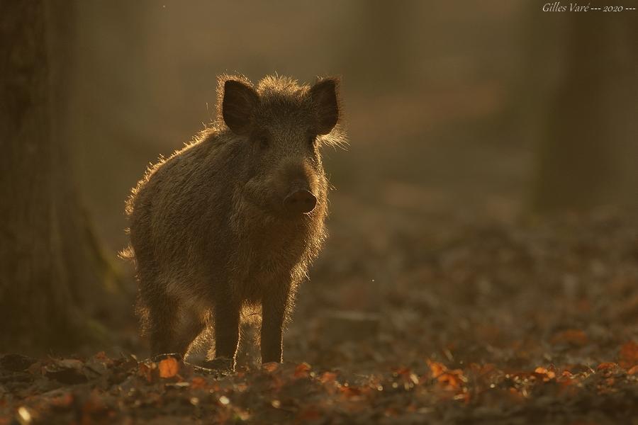 Sanglier