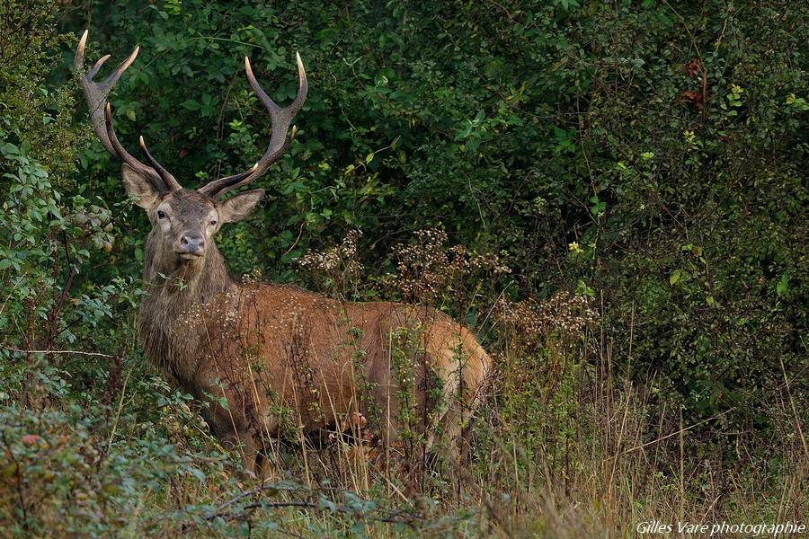 Cerf élaphe