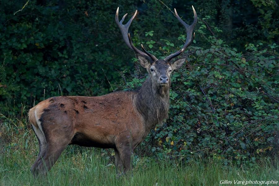 Cerf élaphe